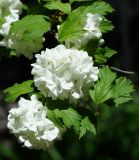 Viburnum opulus форма roseum. Соцветия из стерильных цветков и листья. Восточный Казахстан, г. Усть-Каменогорск, парк Жастар, в культуре. 04.06.2018.