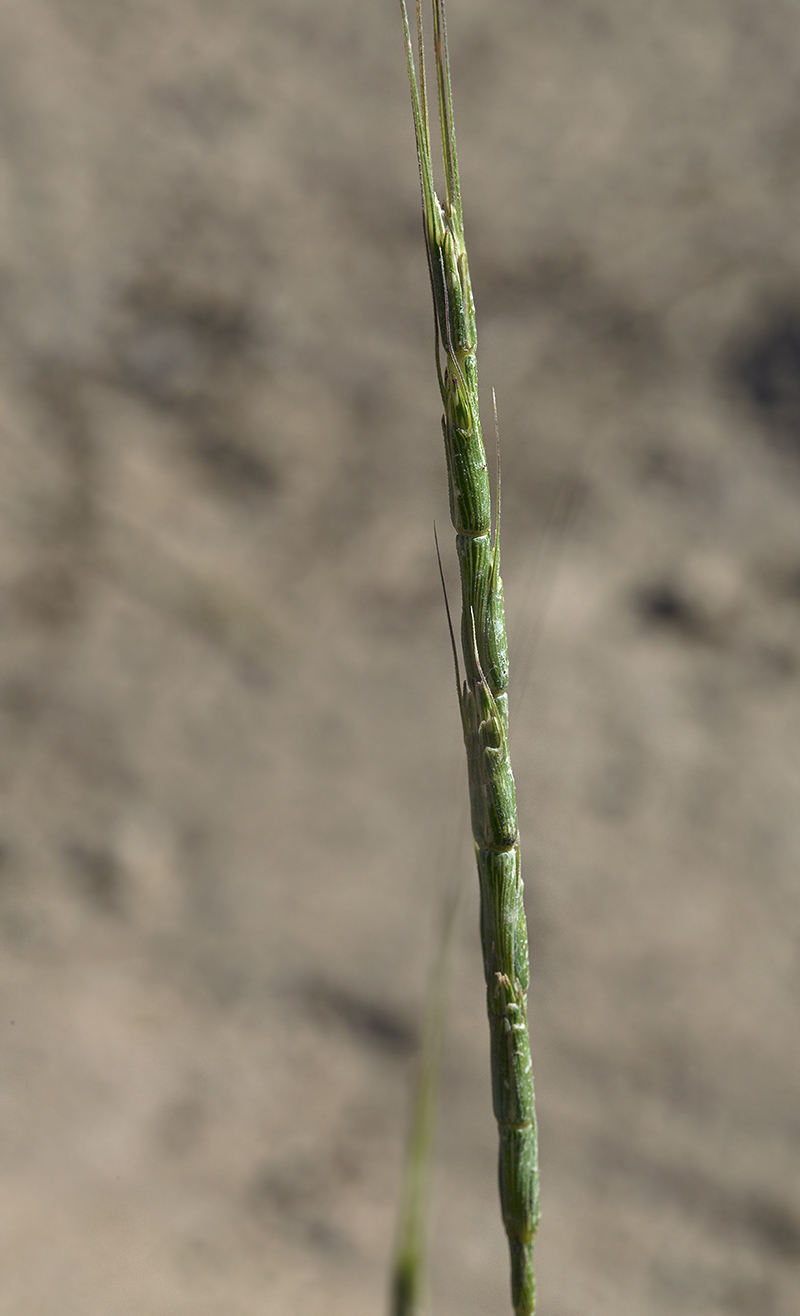 Изображение особи Aegilops cylindrica.