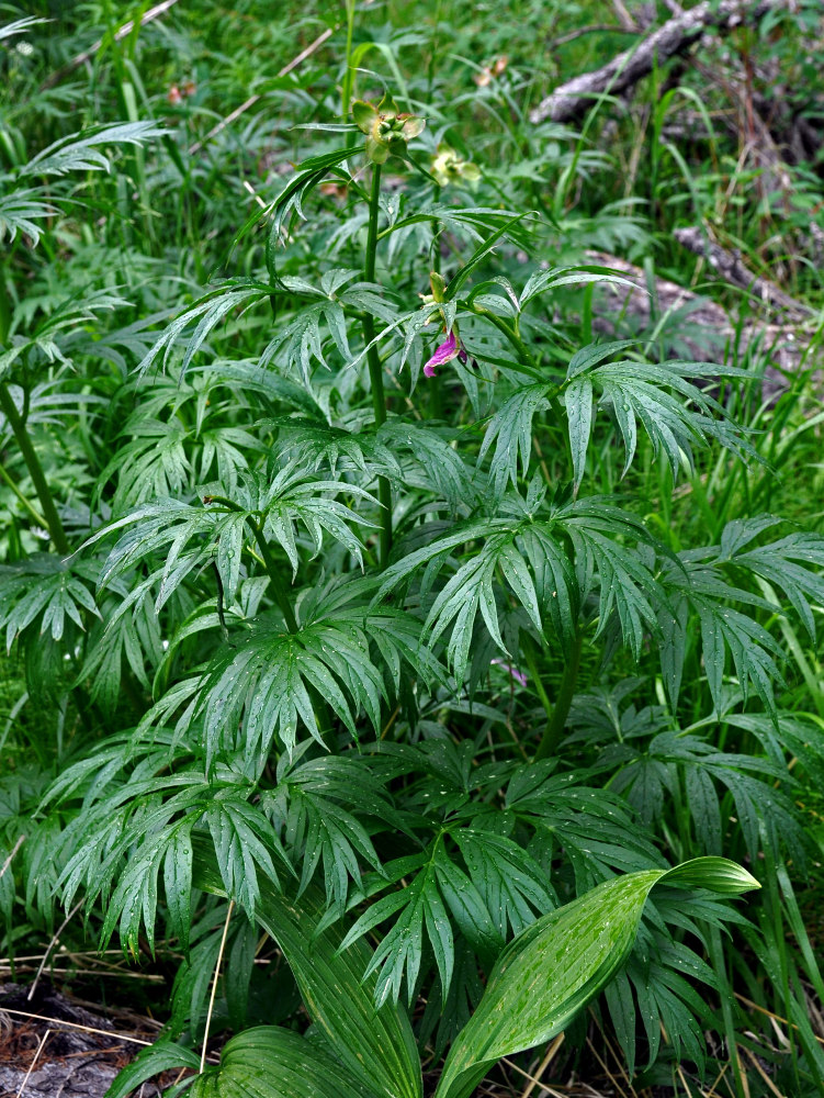 Image of Paeonia anomala specimen.