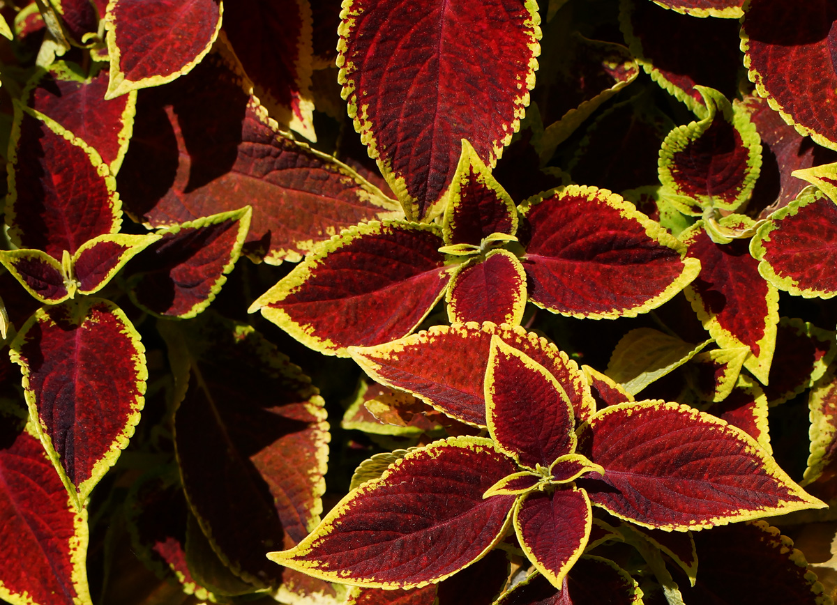 Изображение особи Coleus scutellarioides.