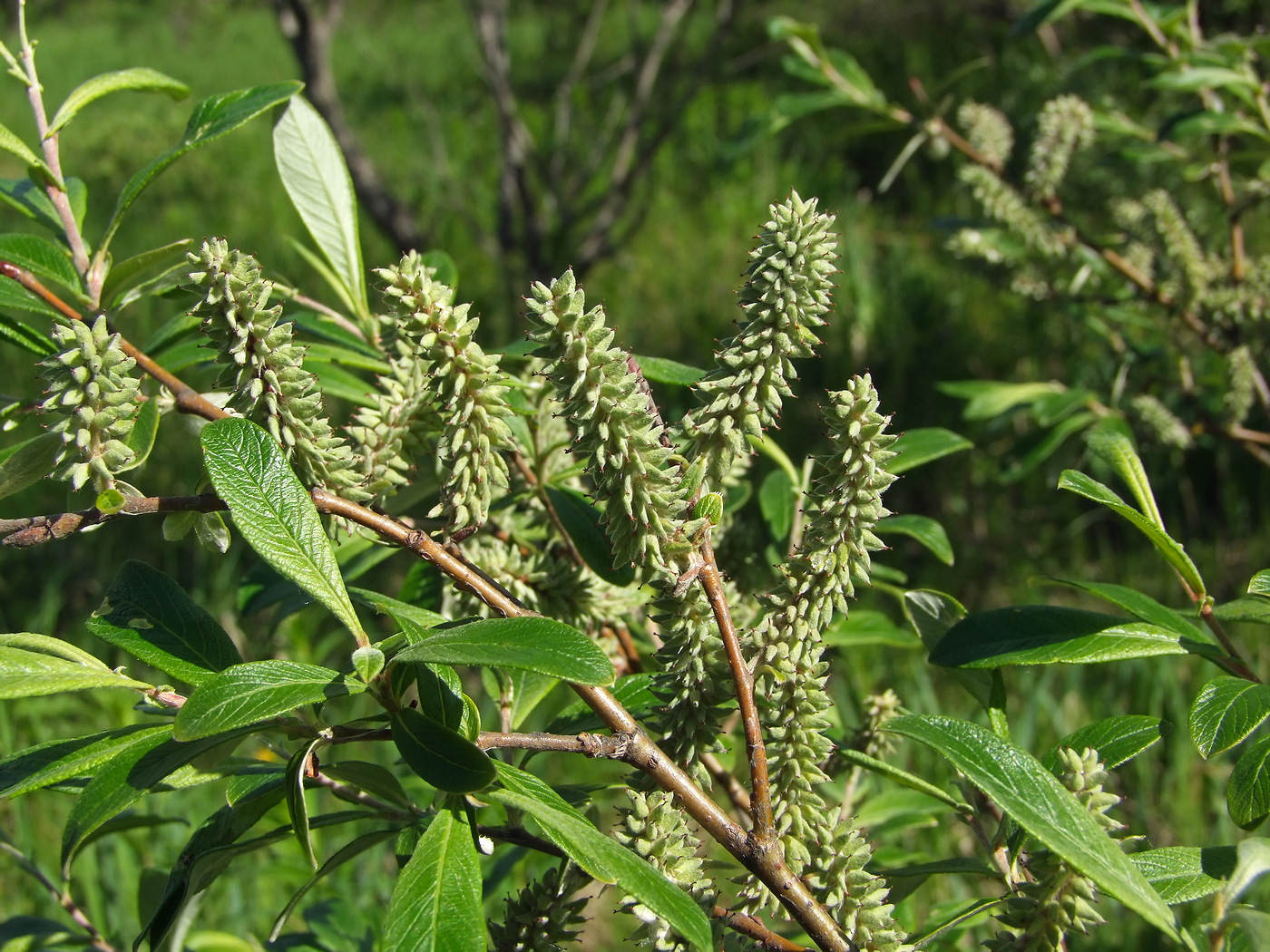 Изображение особи Salix krylovii.