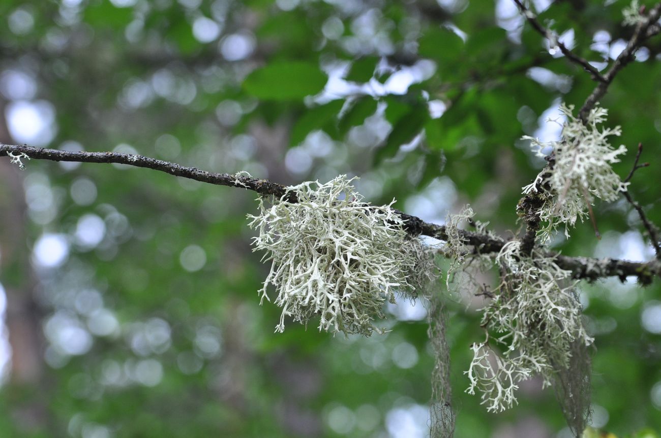 Image of genus Evernia specimen.