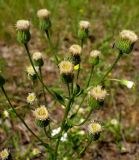 genus Erigeron. Соцветие. Чувашия, окр. г. Шумерля, поляна возле ГНС. 24 июня 2008 г.