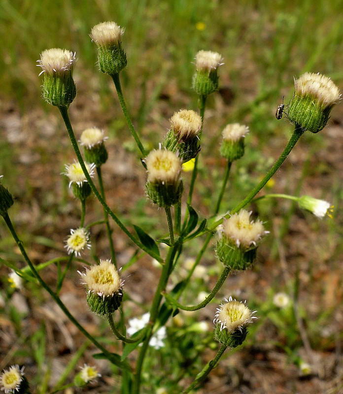 Image of genus Erigeron specimen.
