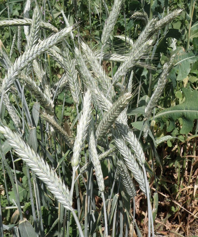Image of genus &times; Triticosecale specimen.