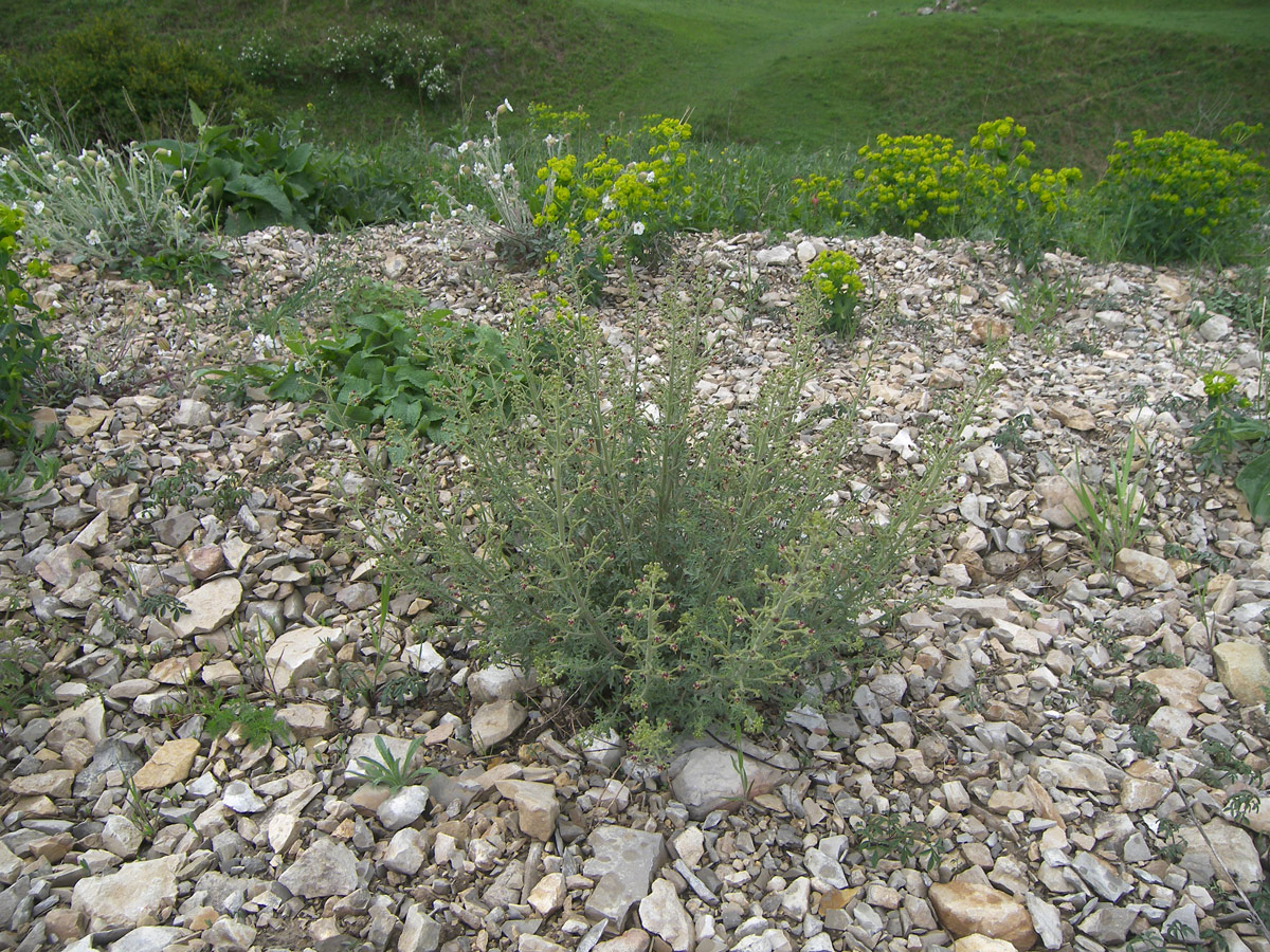 Image of Scrophularia variegata specimen.