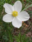 Anemone sylvestris