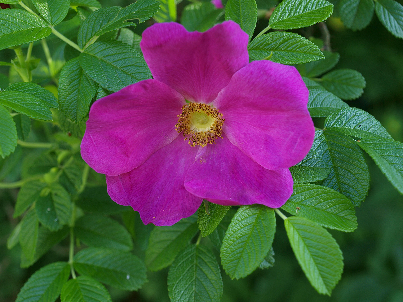 Image of Rosa rugosa specimen.