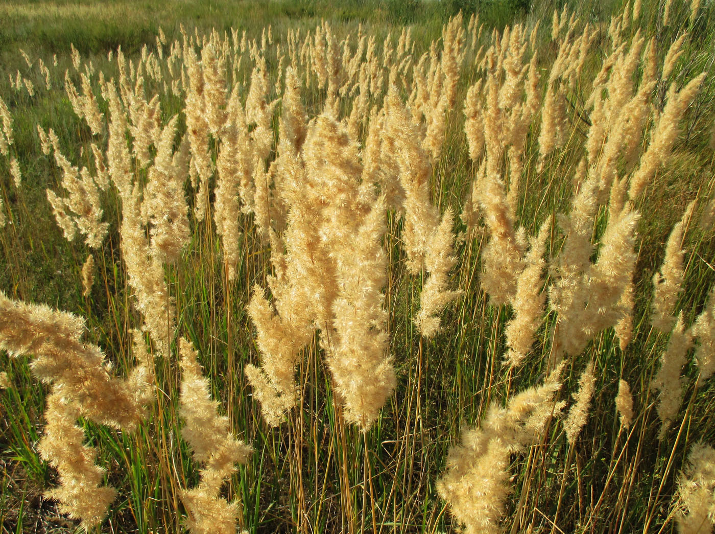 Изображение особи Calamagrostis epigeios.