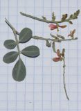 Image of taxon representative. Author is Татьяна Мальчинская