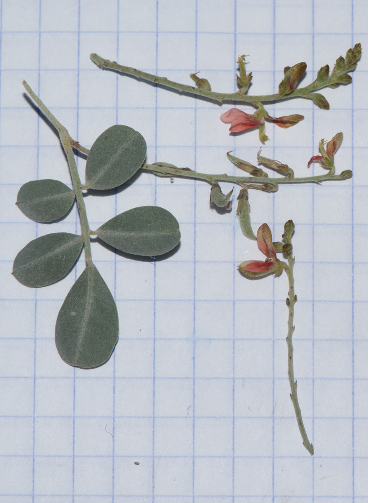 Image of Indigofera articulata specimen.
