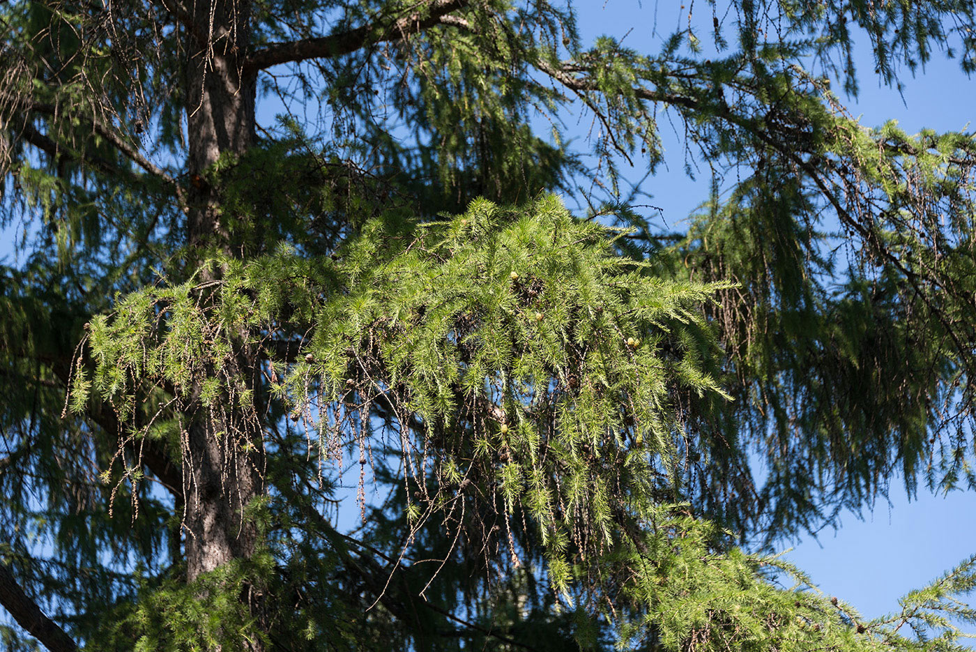 Image of Larix gmelinii specimen.