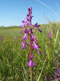 Image of taxon representative. Author is Владимир Колбинцев