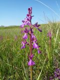 Anacamptis подвид dielsiana