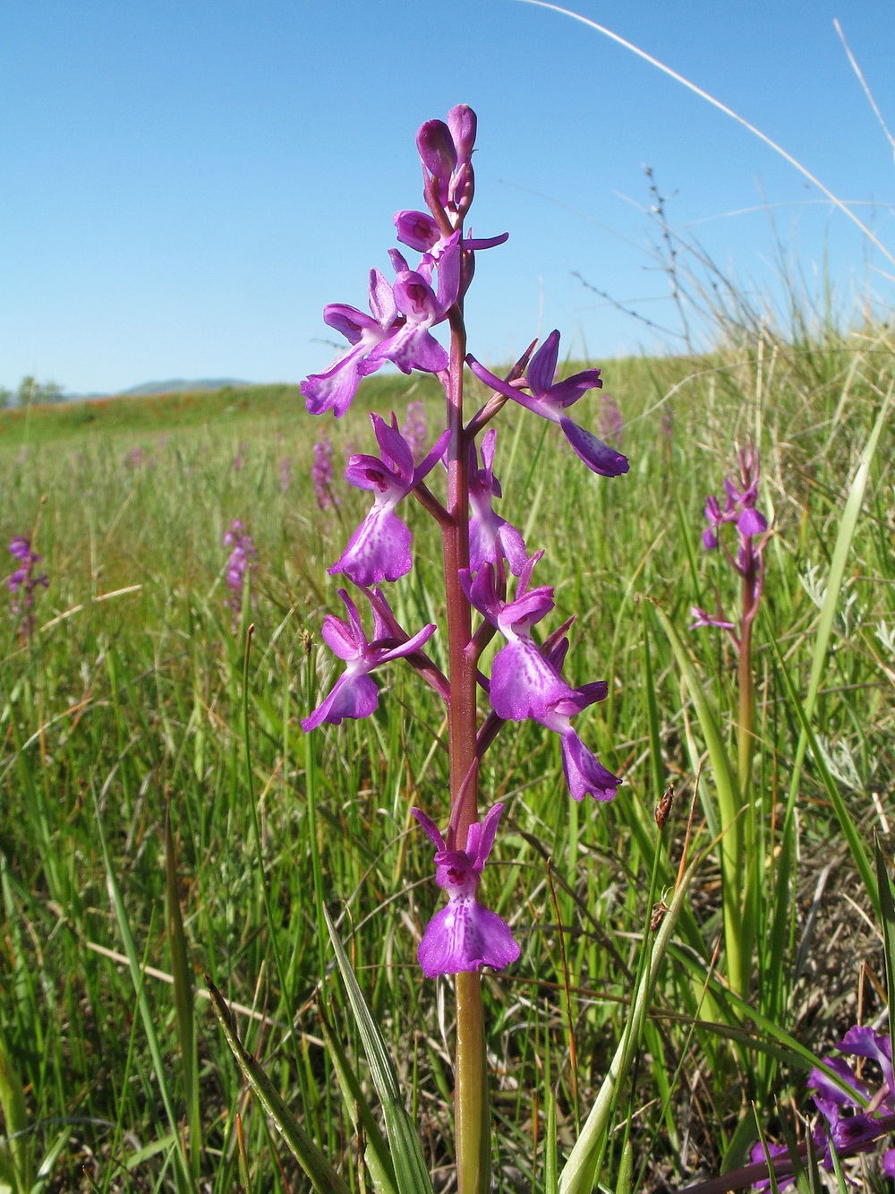 Изображение особи Anacamptis laxiflora ssp. dielsiana.