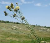 Centaurea rigidifolia