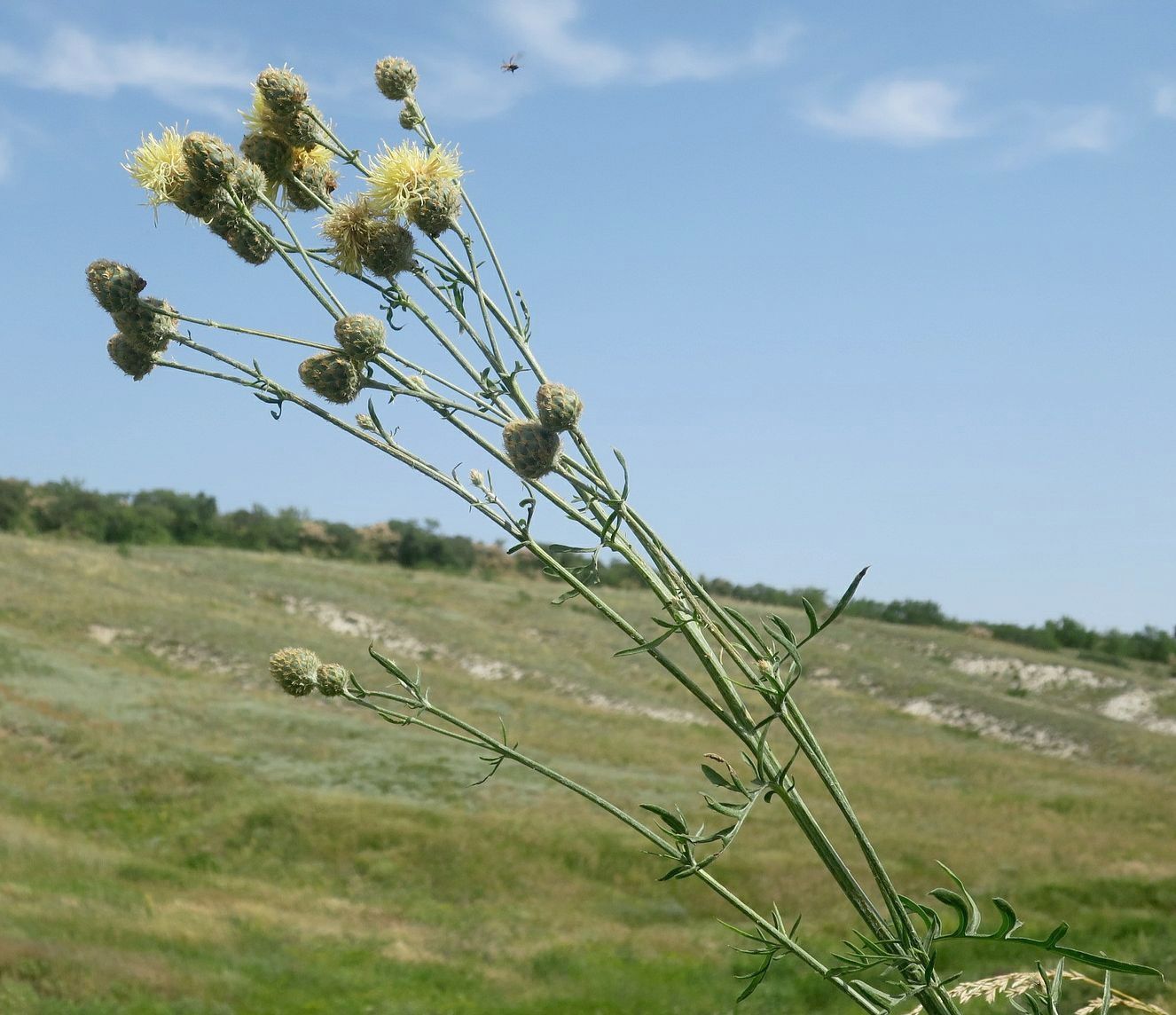 Изображение особи Centaurea rigidifolia.