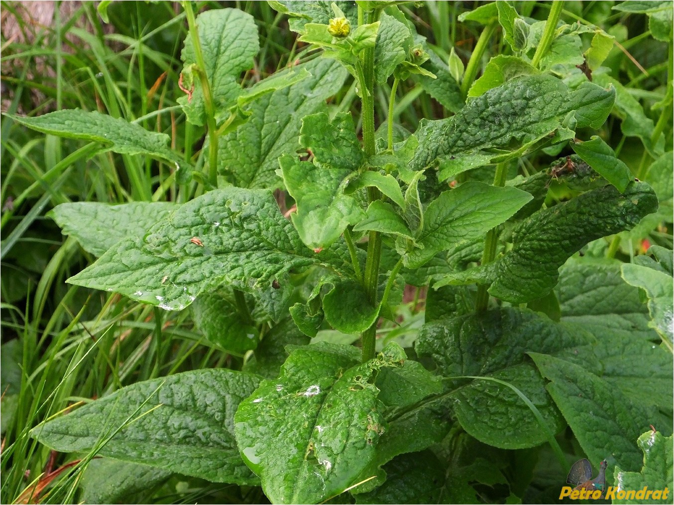 Изображение особи Doronicum austriacum.