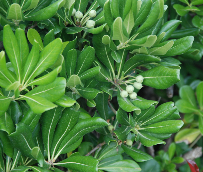 Image of Pittosporum tobira specimen.