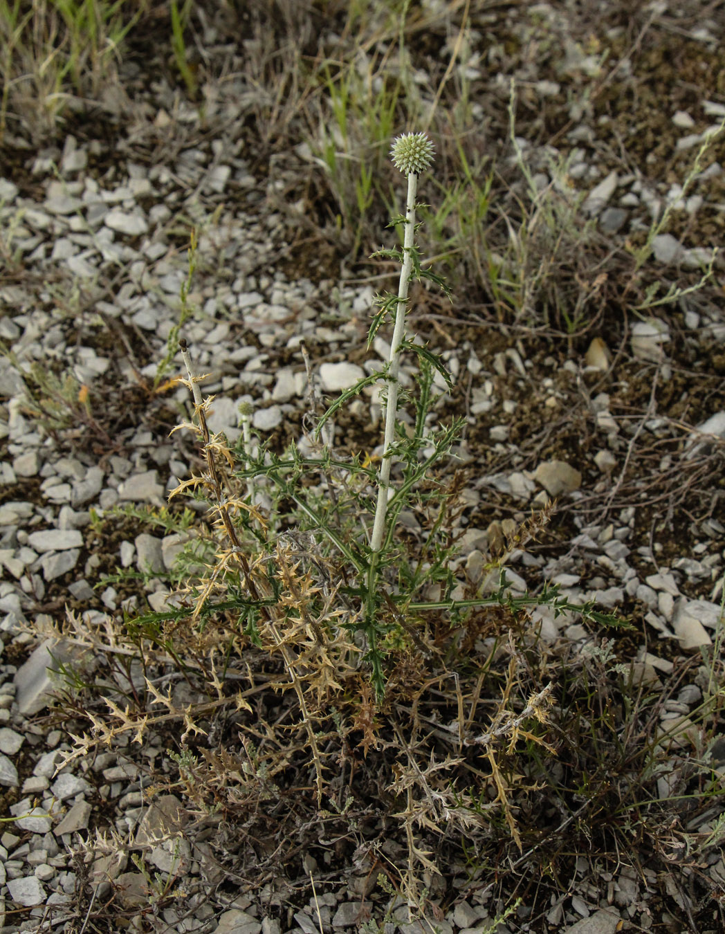 Изображение особи Echinops ruthenicus.