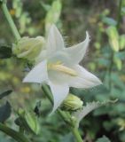 Campanula alliariifolia. Цветок. Кабардино-Балкария, Эльбрусский р-н, окр. г. Тырныауз, ок. 1400 м н.у.м., каменистый склон. 05.07.2019.