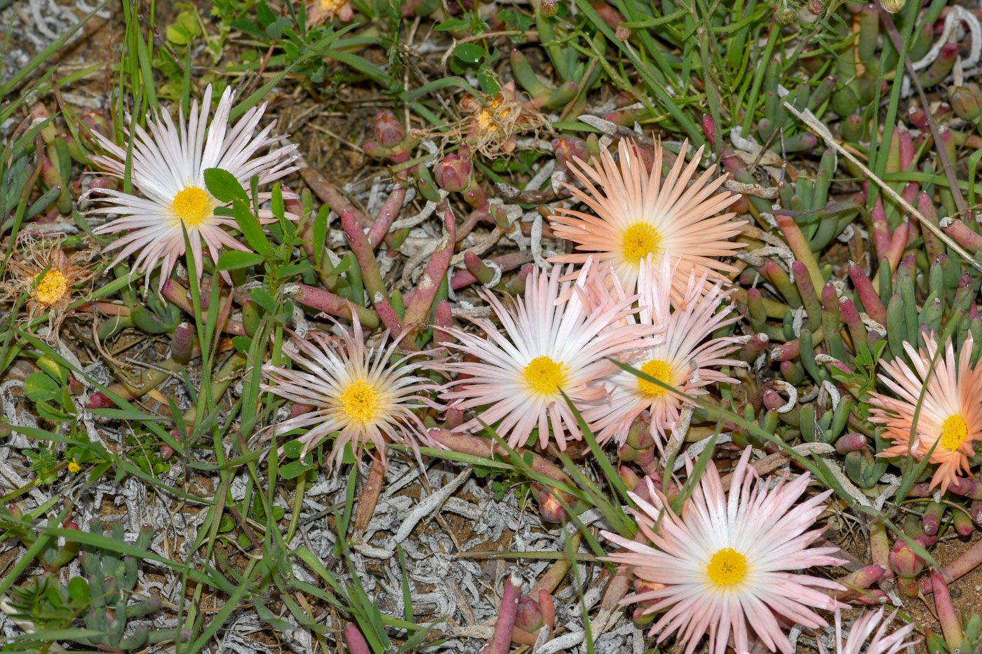 Image of Jordaaniella anemoniflora specimen.
