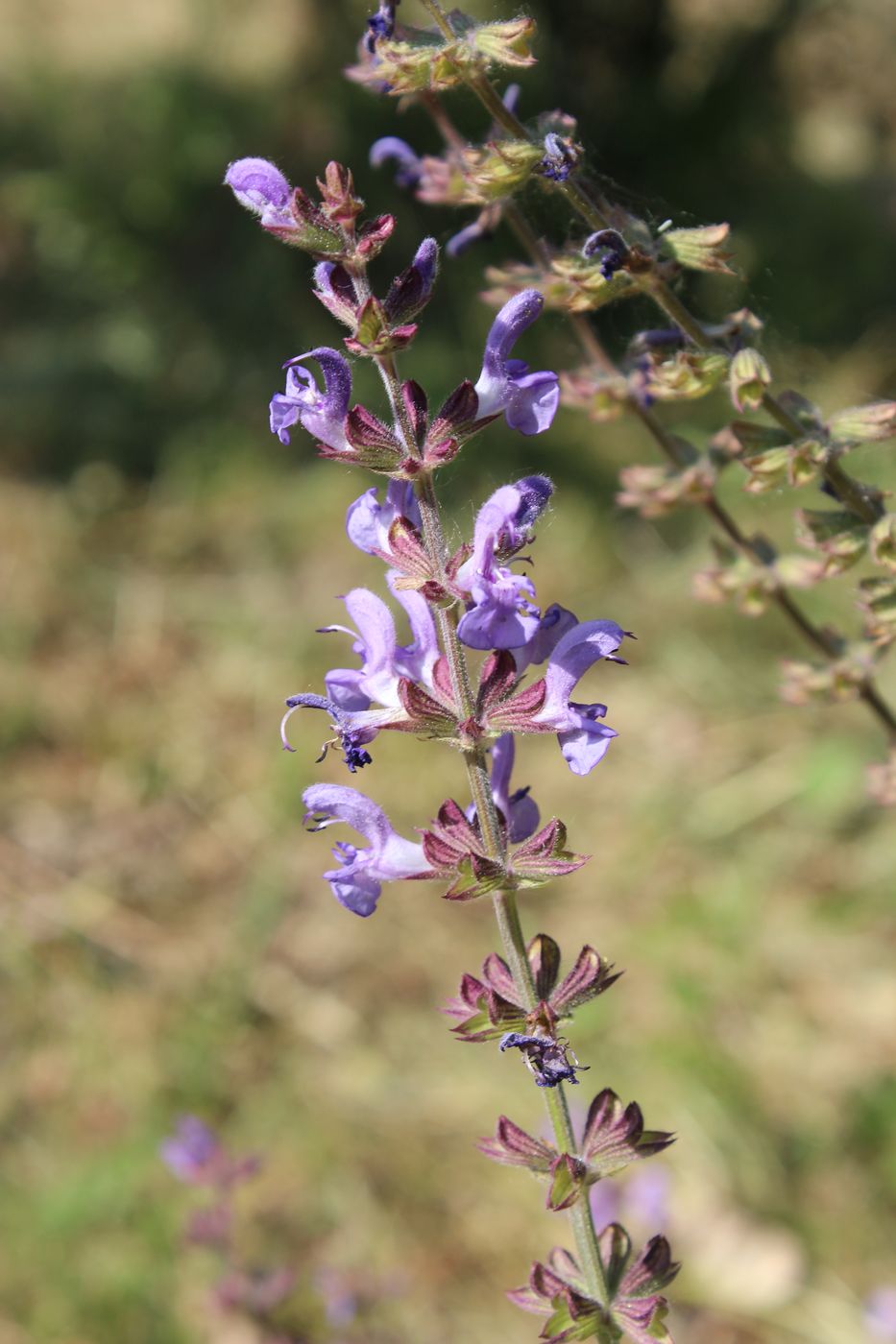 Изображение особи Salvia virgata.