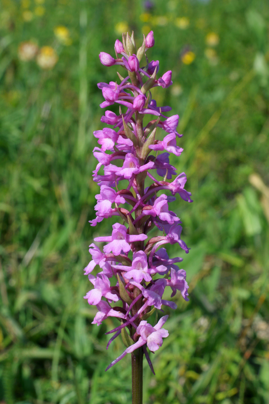 Изображение особи Gymnadenia densiflora.