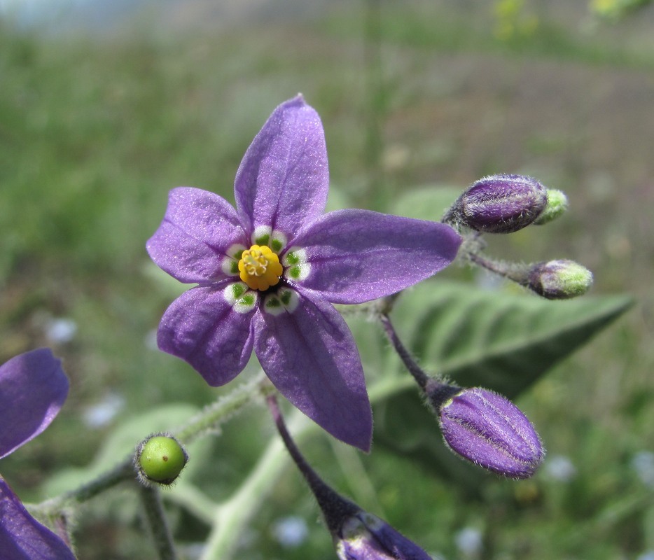 Image of Solanum pseudopersicum specimen.