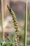 Triglochin maritima