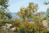 Sorbus aucuparia