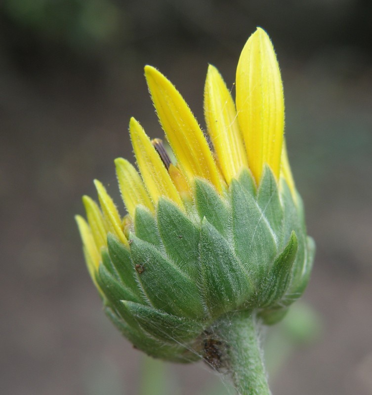 Image of Helianthus rigidus ssp. subrhomboideus specimen.