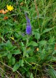 Veronica подвид bashkiriensis