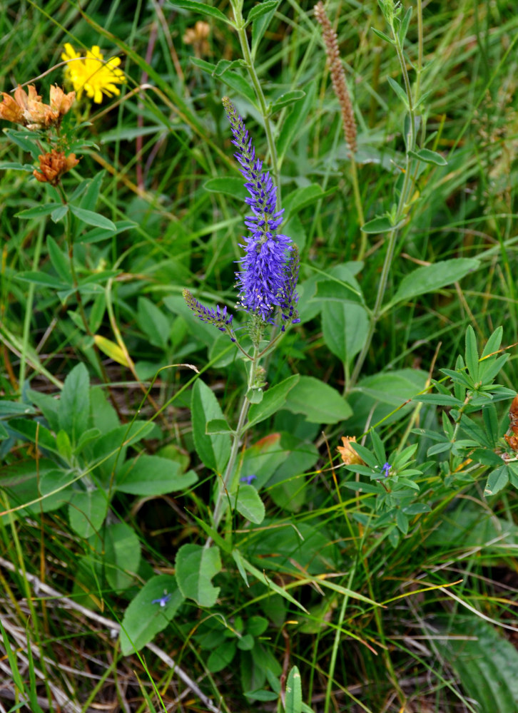 Image of Veronica spicata ssp. bashkiriensis specimen.