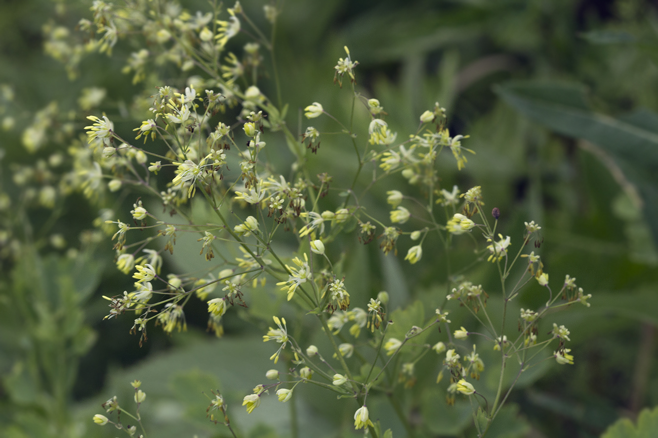 Image of Thalictrum minus specimen.