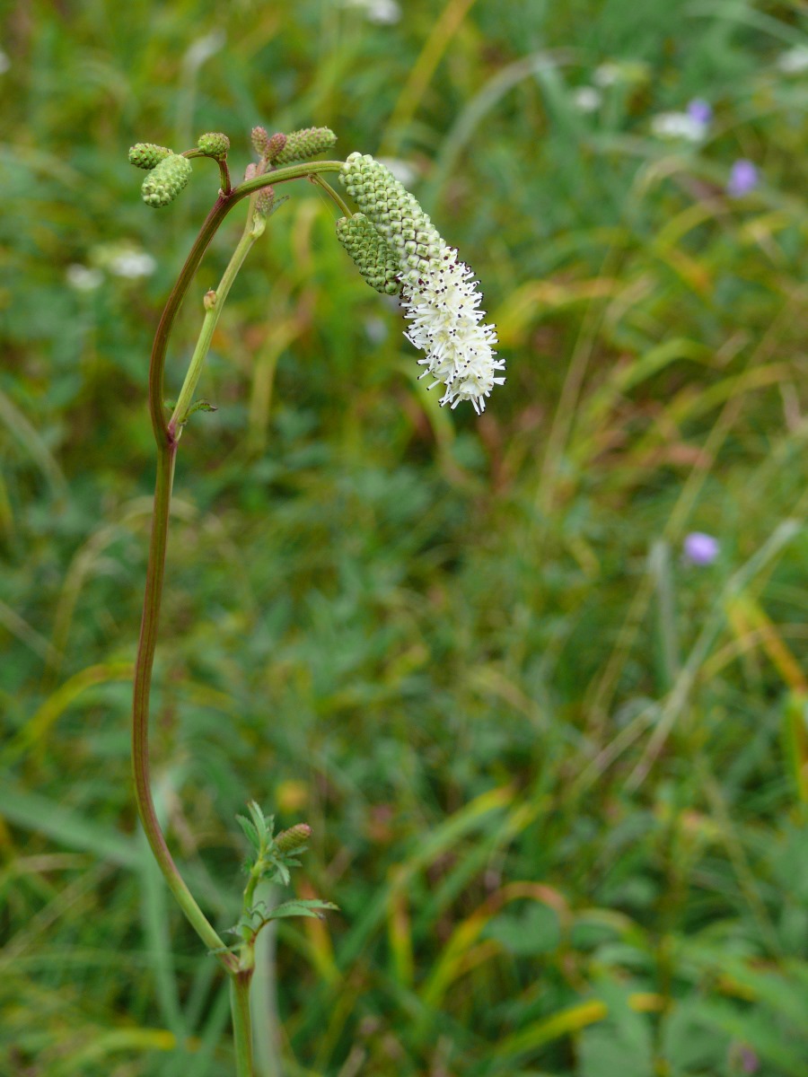 Image of Sanguisorba tenuifolia specimen.