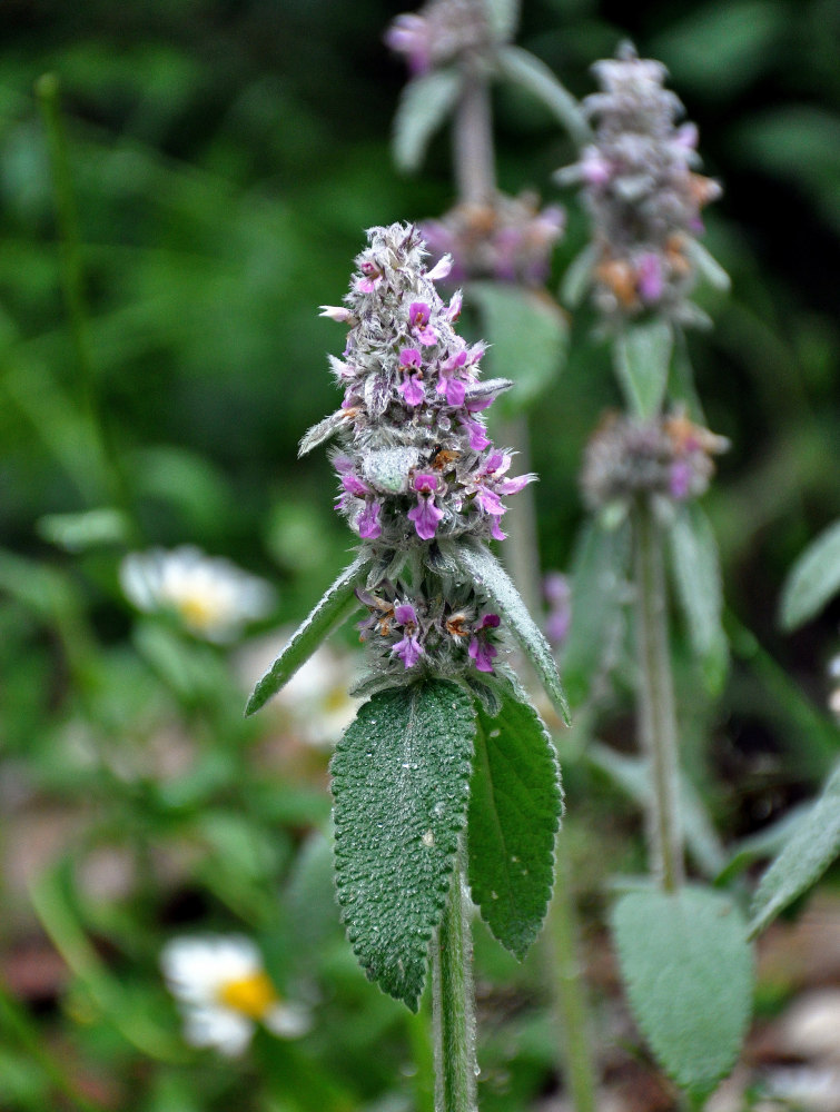 Изображение особи род Stachys.