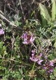 genus Astragalus. Цветки и листья. Грузия, край Самцхе-Джавахети, Аспиндзский муниципалитет, окр. крепости Тмогви, левый борт долины р. Кура, восточный склон Эрушетского нагорья, вершина отрога (на котором стоит крепость Тмогви), луг. 01.05.2019.