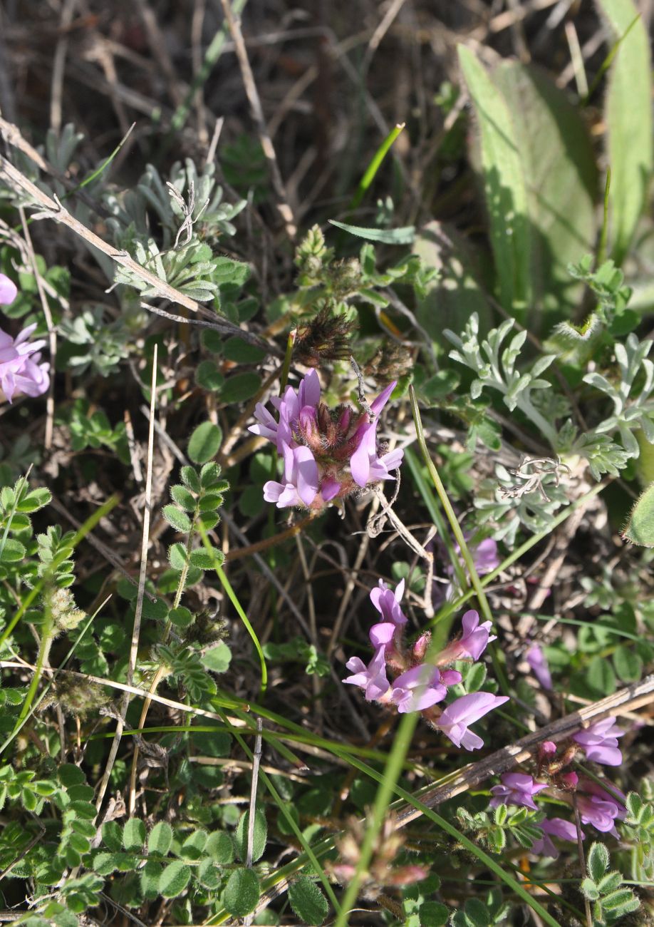 Изображение особи род Astragalus.