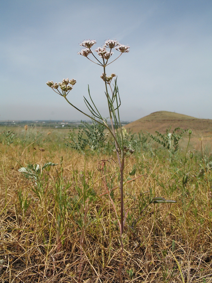 Image of familia Apiaceae specimen.