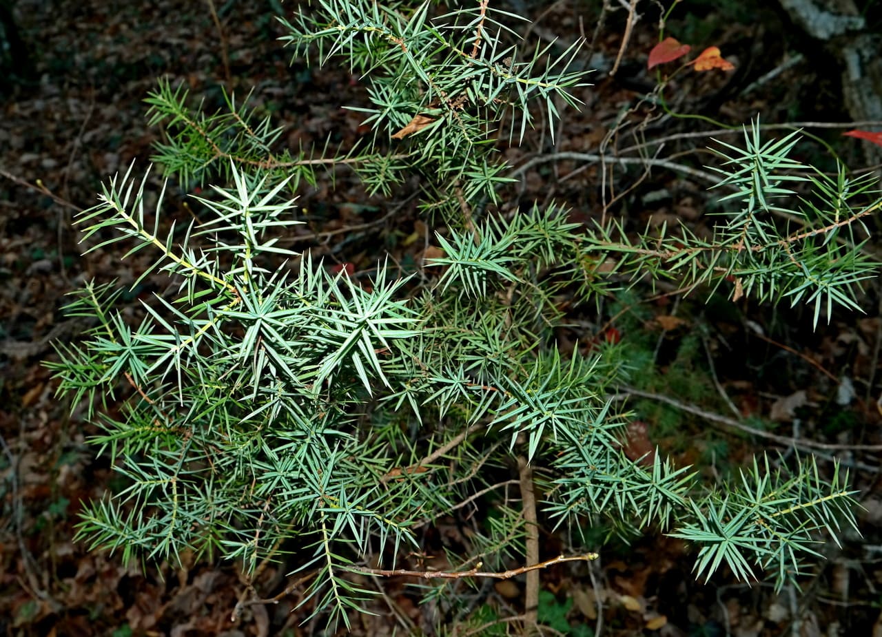 Image of Juniperus deltoides specimen.