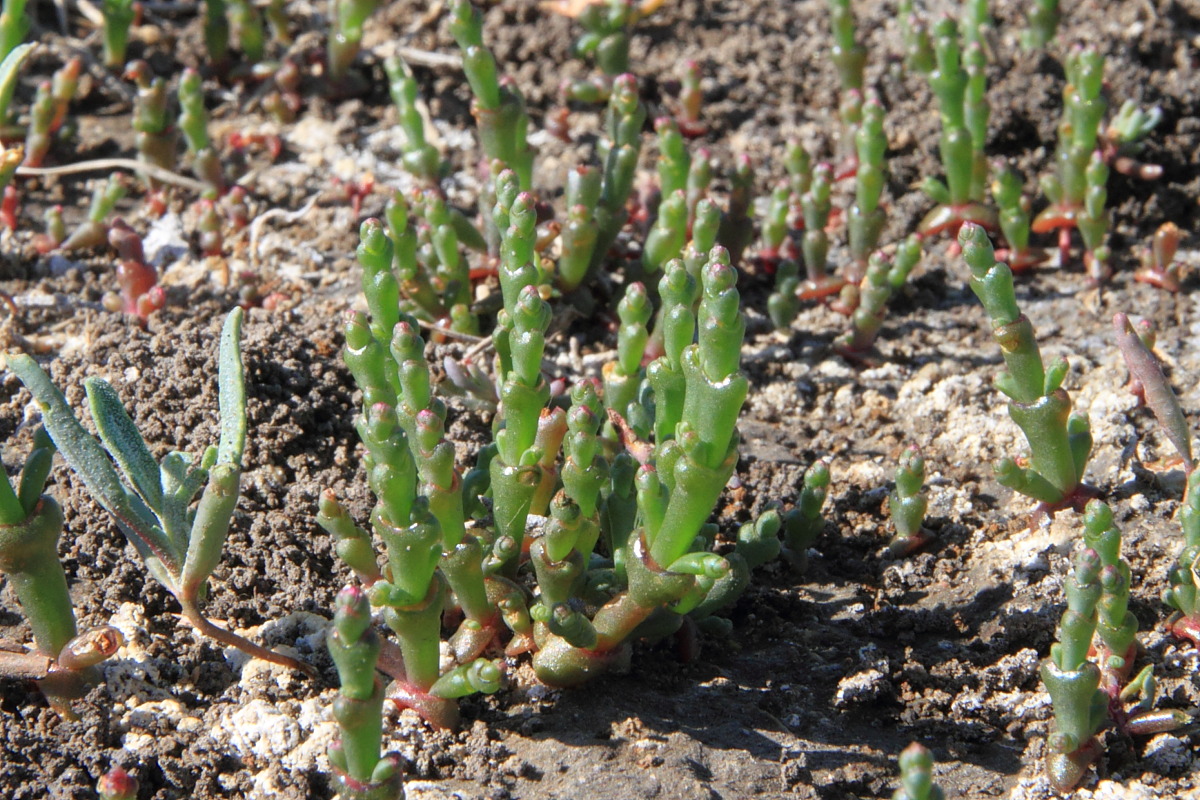 Изображение особи Salicornia perennans.