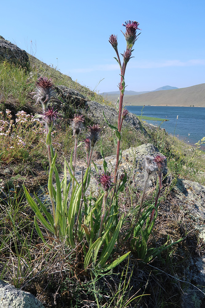 Image of Saussurea schanginiana specimen.