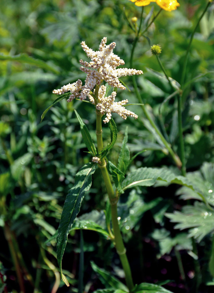 Изображение особи Aconogonon alpinum.