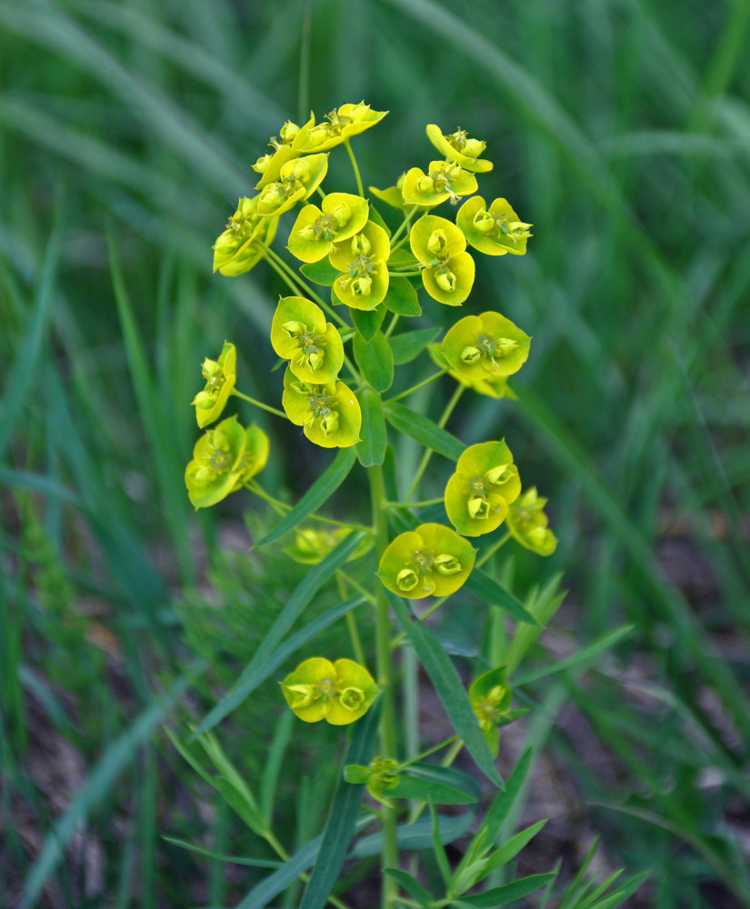 Изображение особи Euphorbia virgata.