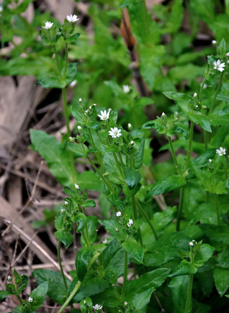 Изображение особи Stellaria nemorum.