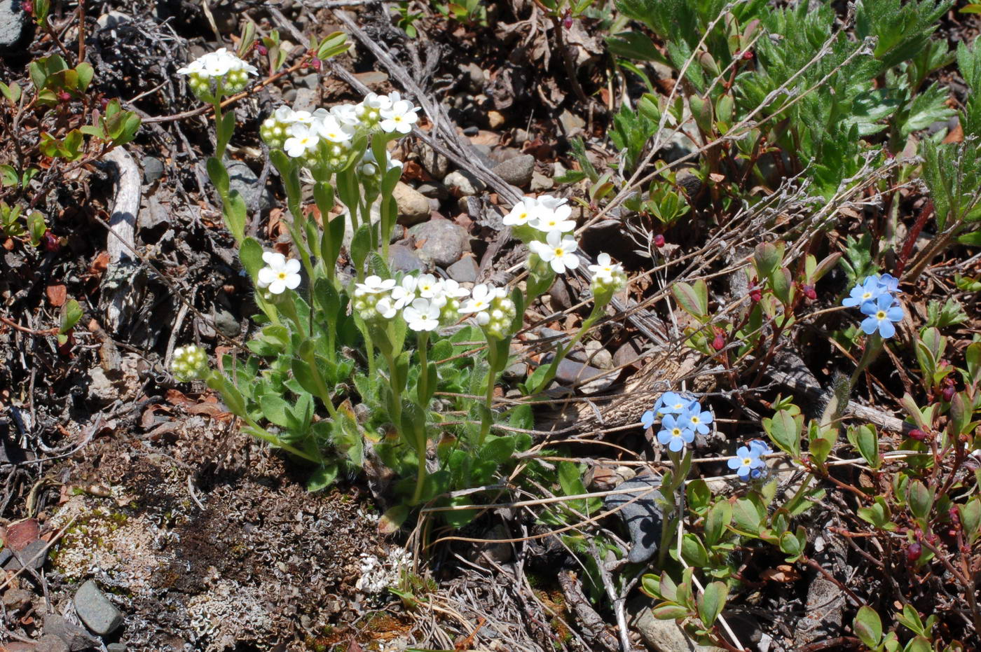 Изображение особи Eritrichium villosum.