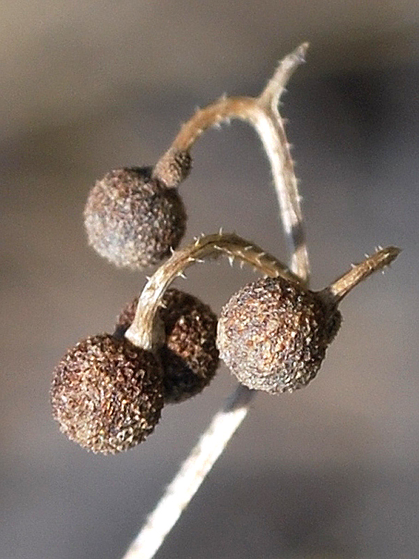 Image of Galium tricornutum specimen.