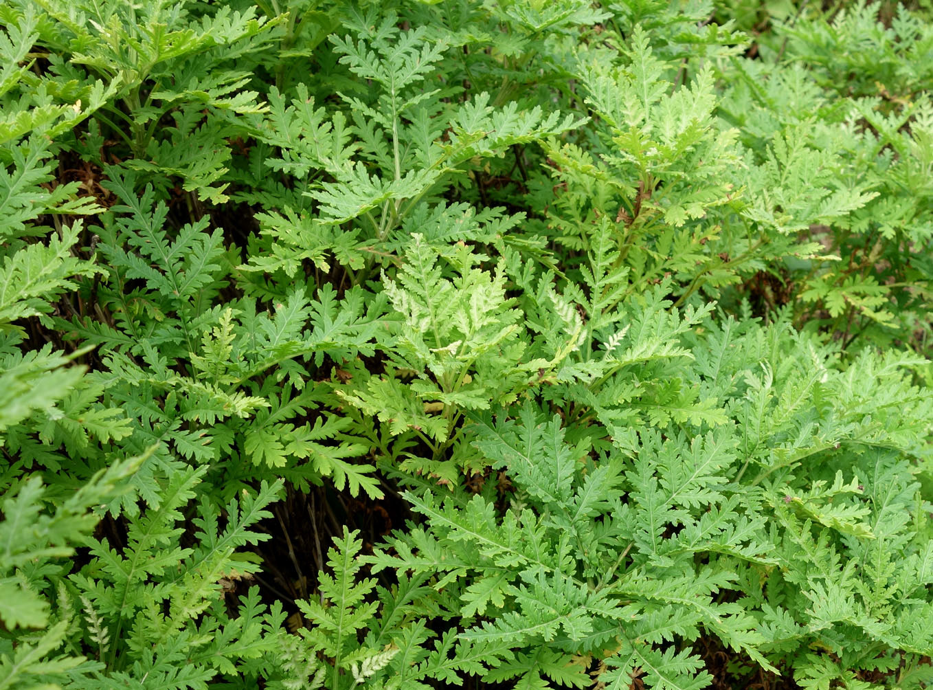 Image of genus Artemisia specimen.