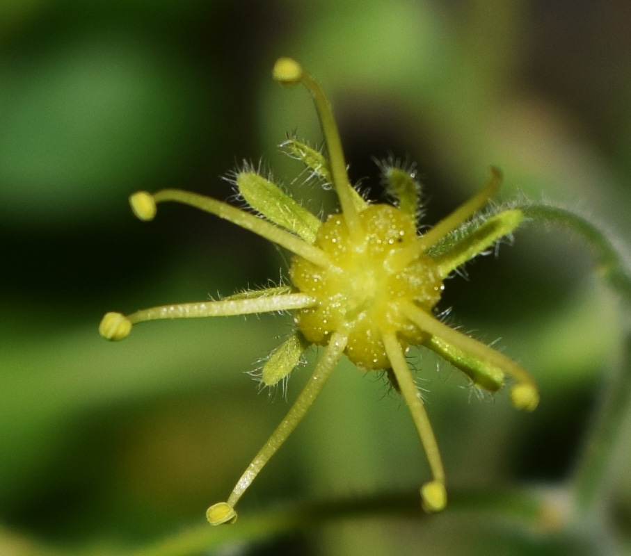 Image of Acer campestre specimen.
